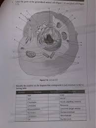 The largest known animal cell is the ostrich egg, which can stretch over 5.1 inches across and weighs about 1.4 kilograms. 1 Label The Parts Of The Generalized Animal Cell Chegg Com