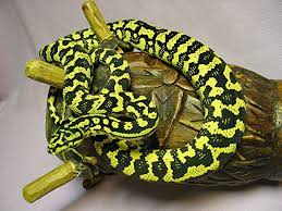 Pin On Snakes