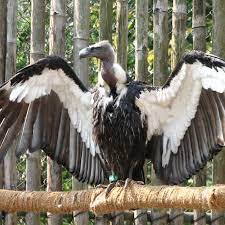 Others were affected too, but not as badly, due to a number of factors, including their migratory nature (such as cinereous vulture and eurasian griffon) or their habitats being more remote and forested (such as himalayan griffon). In A First In India Eight Critically Endangered White Rumped Vultures Reintroduced Into The Wild The Weather Channel Articles From The Weather Channel Weather Com