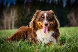 Check spelling or type a new query. Australian Shepherd Haltung Charakter Erziehung Herz Fuer Tiere De