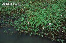 Image result for Ipomoea aquatica