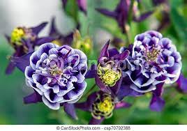 Plants planting flowers garden purple flowers flower seeds flower garden easy perennials ground cover dream garden. Deep Purple Flowers Terry Aquilegia Winky On A Bed In The Summer Garden Close Up Canstock