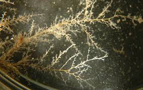 Image result for Vahlia dichotoma