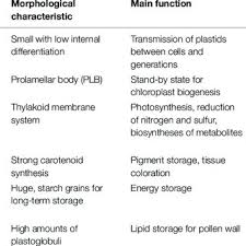 Check spelling or type a new query. Summary Of Major Plastid Types In Plant Cells Download Table