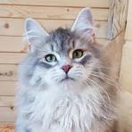 Neva Masquerade - CATTERY VOOR BLAUWE RUSSEN EN NEVA ...