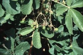 Image result for Vitex payos