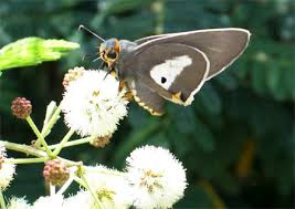 Image result for Acacia brevispica