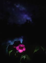 Free for commercial use no attribution required high quality images. Hd Wallpaper Germany Black Forest Night Magic Mystic Macro Bokeh Stars Wallpaper Flare