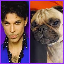 Join the easy dog name guessing challenge