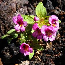 Image result for Craterispermum