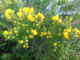 Image result for Acacia lasiopetala