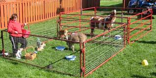 Zoo To You Hemker Park Zoo Mobile Petting Zoo Petting Zoo Party Zoo