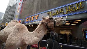 Savesave 1972 camel on the road for later. Stranded Camel Entertains Motorists Along Snowy Roadway Near Philly