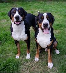 Originating out of the swiss alps the greater swiss mountain dog was a perfect breed for the mountain farmers. Painted Mountain Painted Mountain Gsmd