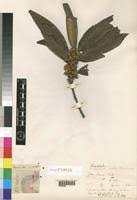 Image result for Pouteria adolfi-friederici