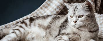 beremennost i rody u koshek skolko hodyat beremennye priznaki uhod