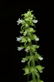 Image result for Platostoma