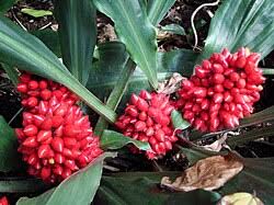 Image result for Anthericopsis sepalosa