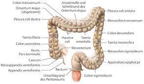 In the anatomy of humans and homologous primates, the ascending colon is the part of the colon located between the cecum and the transverse colon. Http Mediatum Ub Tum De Doc 1345392 1345392 Pdf