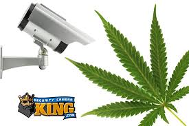 This survey does not include surveillance by governmental entities or in public places. Michigan Marijuana Security Laws Regarding Surveillance Cameras