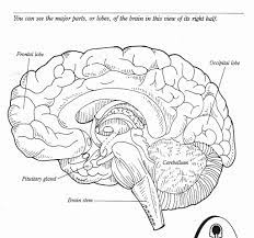 And you can freely use images for your personal blog! The Human Brain Coloring Book Awesome 11 Best Of Cadaver Brain Label Worksheet Brain Brain Diagram Brain Anatomy Coloring Pages
