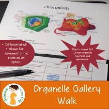 Cell Structure And Function Worksheets From Science Rocks Cells Biology Middle School Science Resources Biology Classroom Science Cells