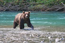 Which famous bear was created by michael bond? Quiz The Bare Facts About Bears Hope Standard