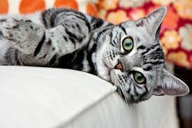 We did not find results for: American Shorthair The Adaptable And Good Natured American Shorthair Retains His Hunting Ability American Bobtail Cat American Shorthair Cat American Shorthair