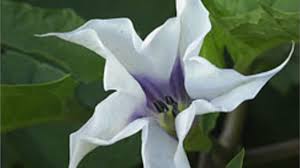 A modern zombie romero's 1968 film night of the living dead. Poisonous And Hallucinogenic Plants Datura Stramonium Jimson Weed Hubpages