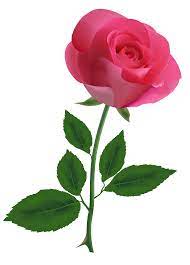 Pink Rose Clipart Png Image Rose Flower Png Rose Flower Wallpaper Beautiful Rose Flowers