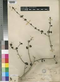 Image result for Coptosperma