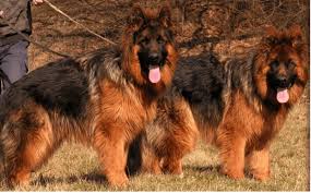 When you conjure up an image of a german shepherd in your mind, chances are you'll be picturing a dog with a glossy black and tan coat. 8 Rarest German Shepherd Colors Rarest Org
