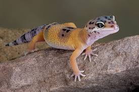 Polished and painless, it offers quick access to roadside assistance. Leopard Geckos Aquarium Adventure Chicago