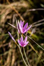 Image result for Trichocladus ellipticus