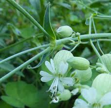 Image result for Silene
