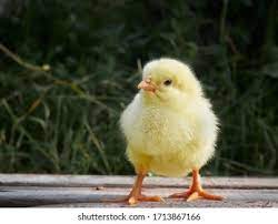 Baby Chicken Images Stock Photos Vectors Shutterstock