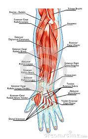 Tendons are the connective tissues that connect muscle to bone. Anatomy Of Muscular System Hand Forearm Palm M