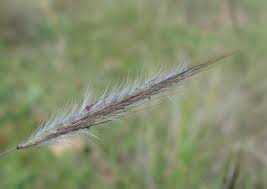 Image result for Dichanthium sericeum