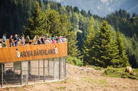 Das arosa bärenland gibt bären, die aus schlechten haltungsbedingungen gerettet werden, ein artgemässes zuhause. Im Aroser Barenland Soll Es Keine Babys Geben Nzz