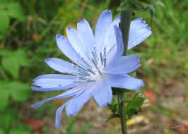 Chicory Cichorium Intybus Family Aster Asteraceae Habitat Fields Roadsides Waste Places Height Plant Photography Colorful Flowers Native Plants