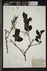 Image result for Scolopia zeyheri