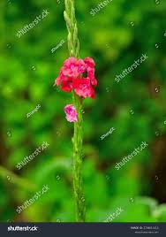 Image result for Stachytarpheta mutabilis