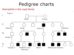 Pedigree Chart Royal Family Hemophilia Www