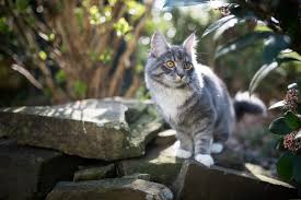 Meine beiden katzen, kater und katze sind vier jahre alt. Garten Katzensicher Machen So Funktioniert Es Richtig