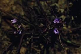 Image result for Buchnera cryptocephala