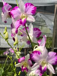 Image result for Eulophia coeloglossa