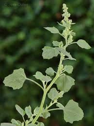Image result for Chenopodium opulifolium