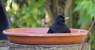 Check spelling or type a new query. How To Make A Bird Bath