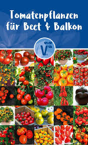 Tomatenpflanzen Fur Beet Und Balkon Entdecken Sorten In Der Ubersicht Tomatenpflanzen Tomaten Pflanzen Tomaten