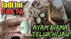 Check spelling or type a new query. Istimewa Ayam Birma Telur Hijau Youtube